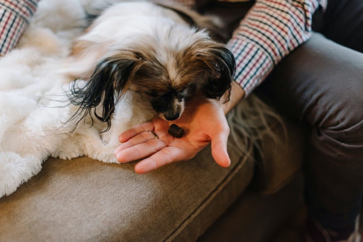 Cannabis für Tiere – kann ich meinen Haustieren CBD verabreichen?