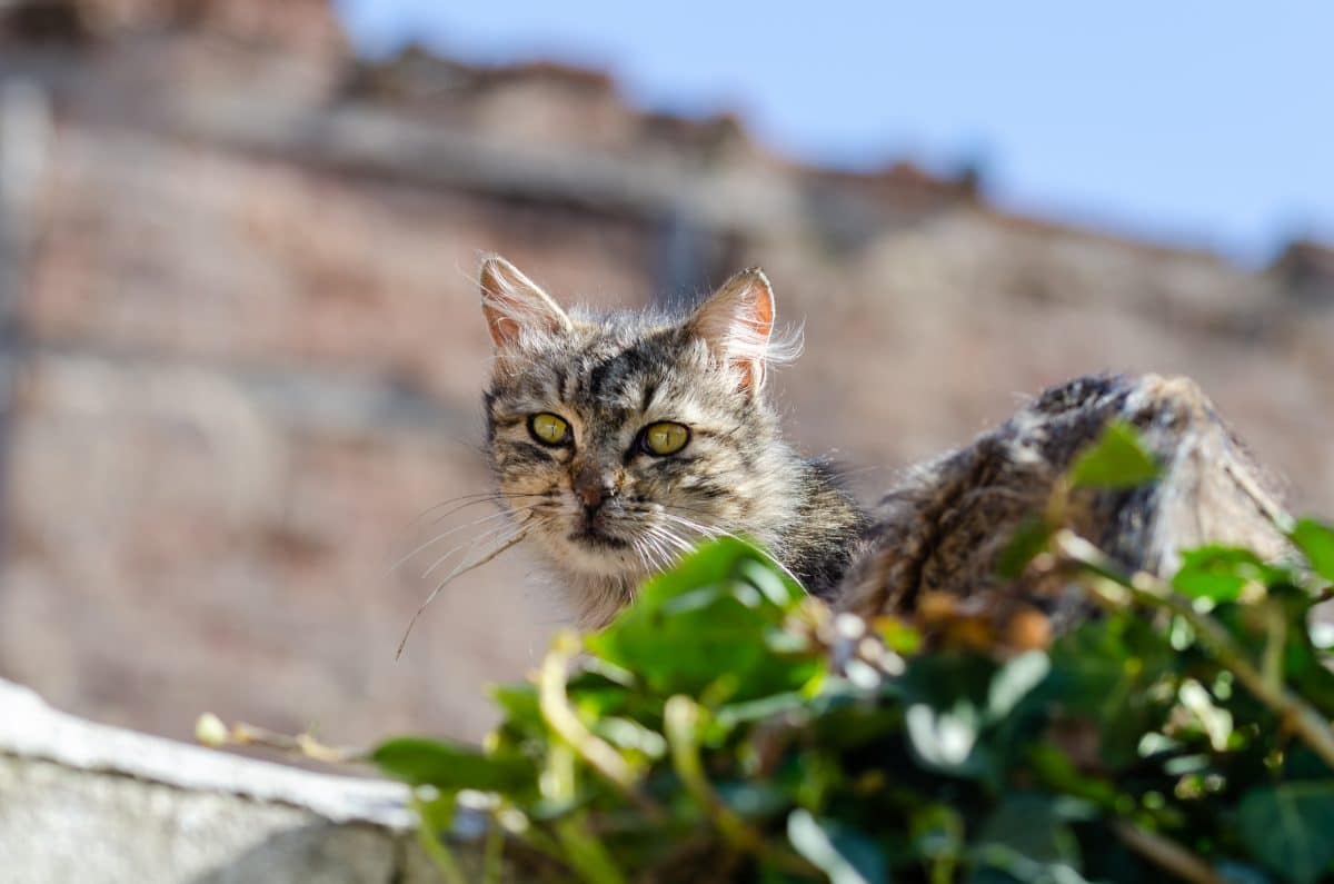 Zwei Frauen ließen mehrere Katzen völlig verwahrlosen: Polizei ermittelt