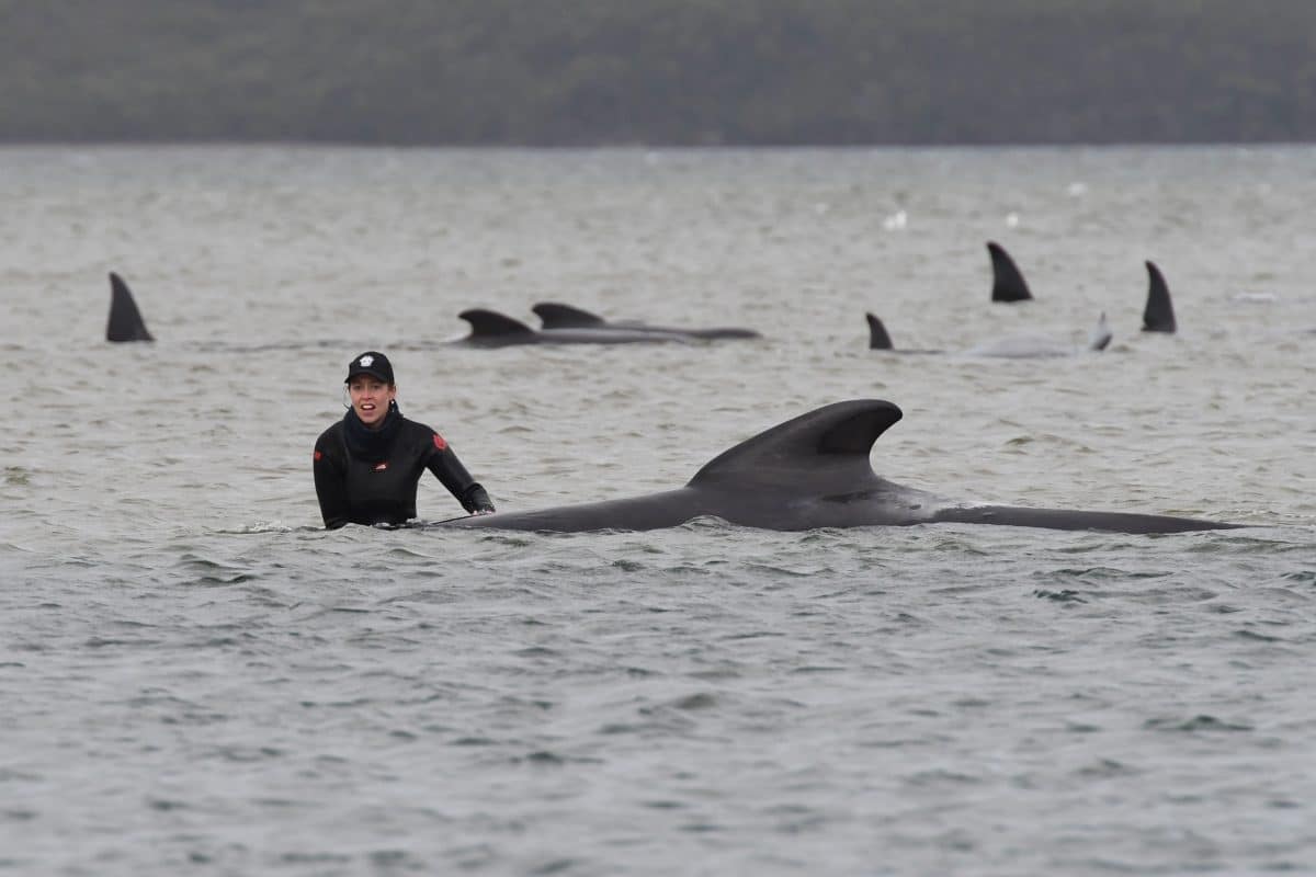 90 gestrandete Wale in Australien qualvoll verendet