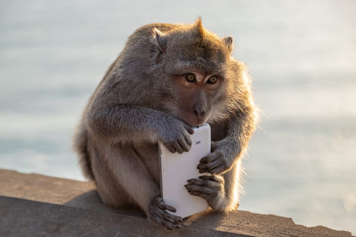 Affe klaut Smartphone von Student und macht Selfies