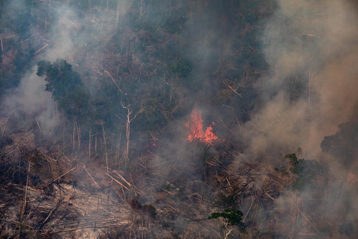 Amazonas: Höchste Anzahl an Bränden im August seit Beginn der Messungen