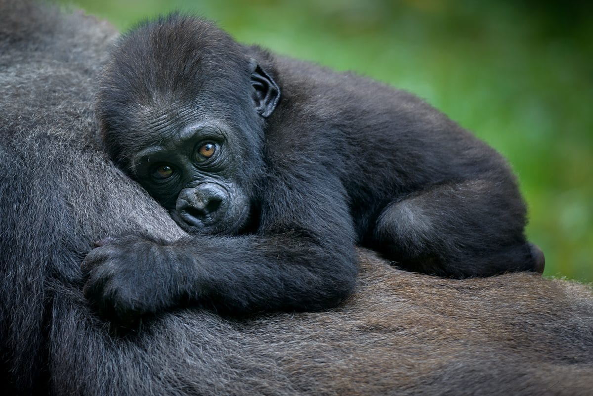 Bei den Gorillas in Uganda gibt es einen Babyboom