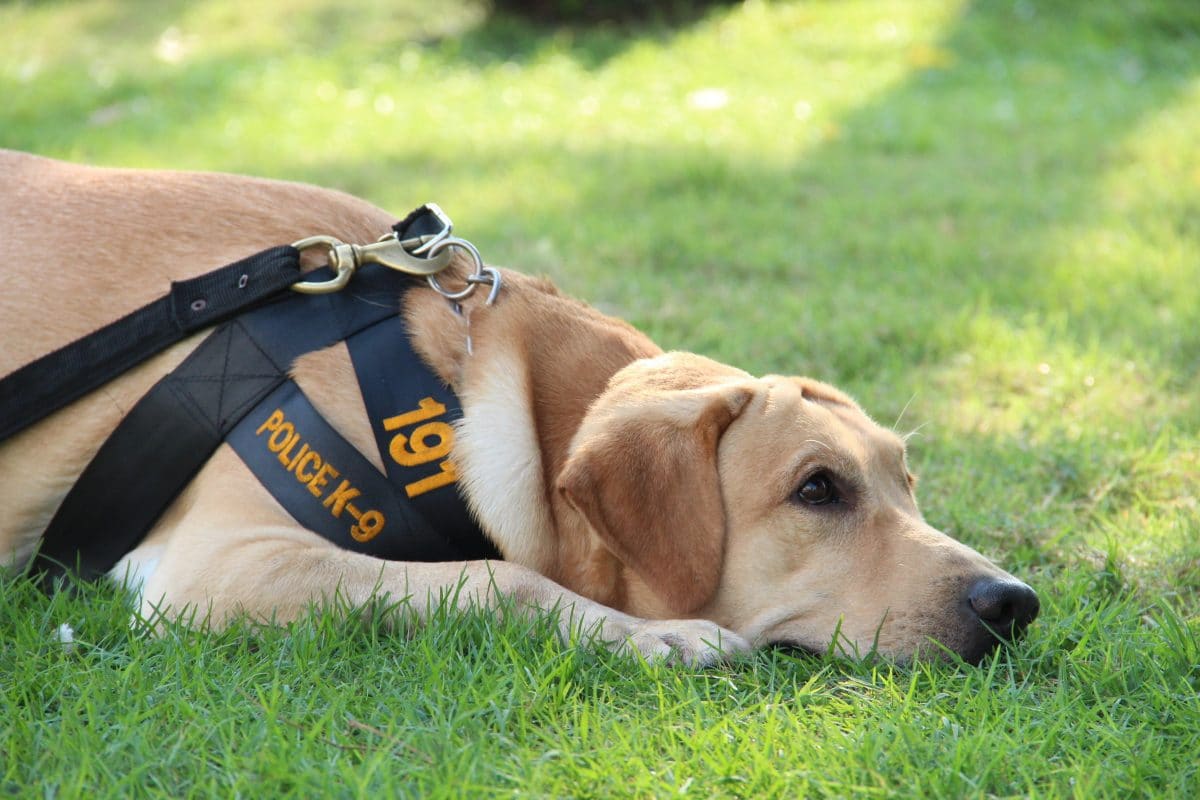 Dieser Hund schaffte die Polizeiprüfung nicht, weil er zu lieb ist