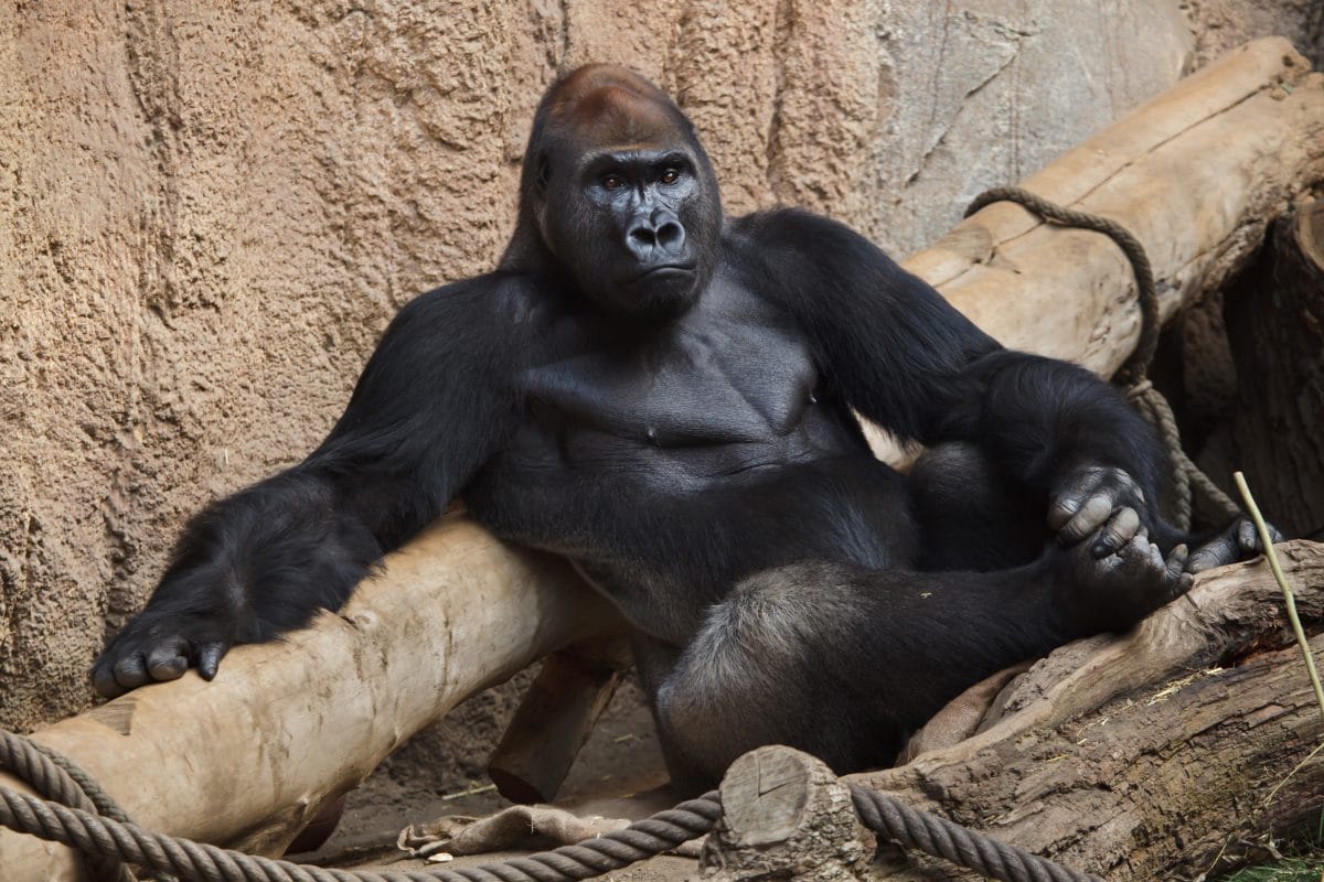 Gorilla greift Zoo-Pflegerin in Madrid an und bricht ihr beide Arme