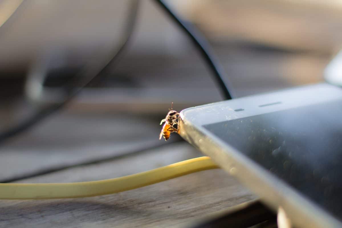 Handystrahlung könnte Grund für Insektensterben sein