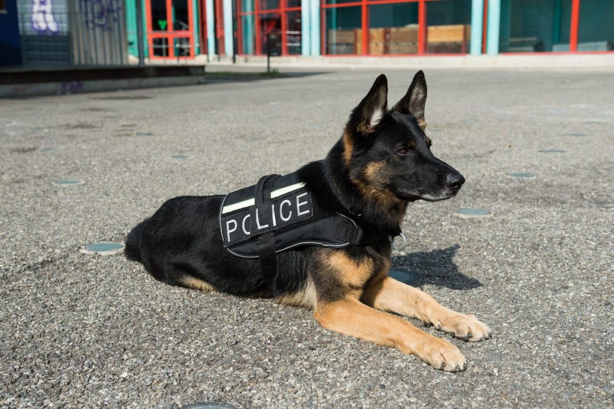 Polizeihunde müssen geschützt werden: 10-Jähriger sammelt Spenden für kugelsichere Westen
