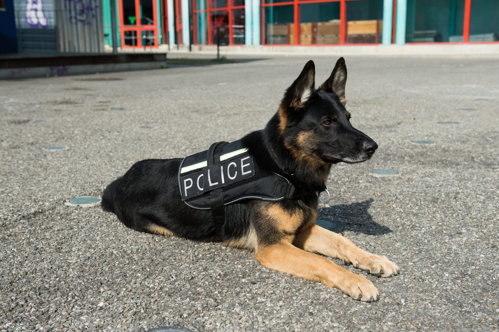 Polizeihunde müssen geschützt werden: 10-Jähriger sammelt Spenden für