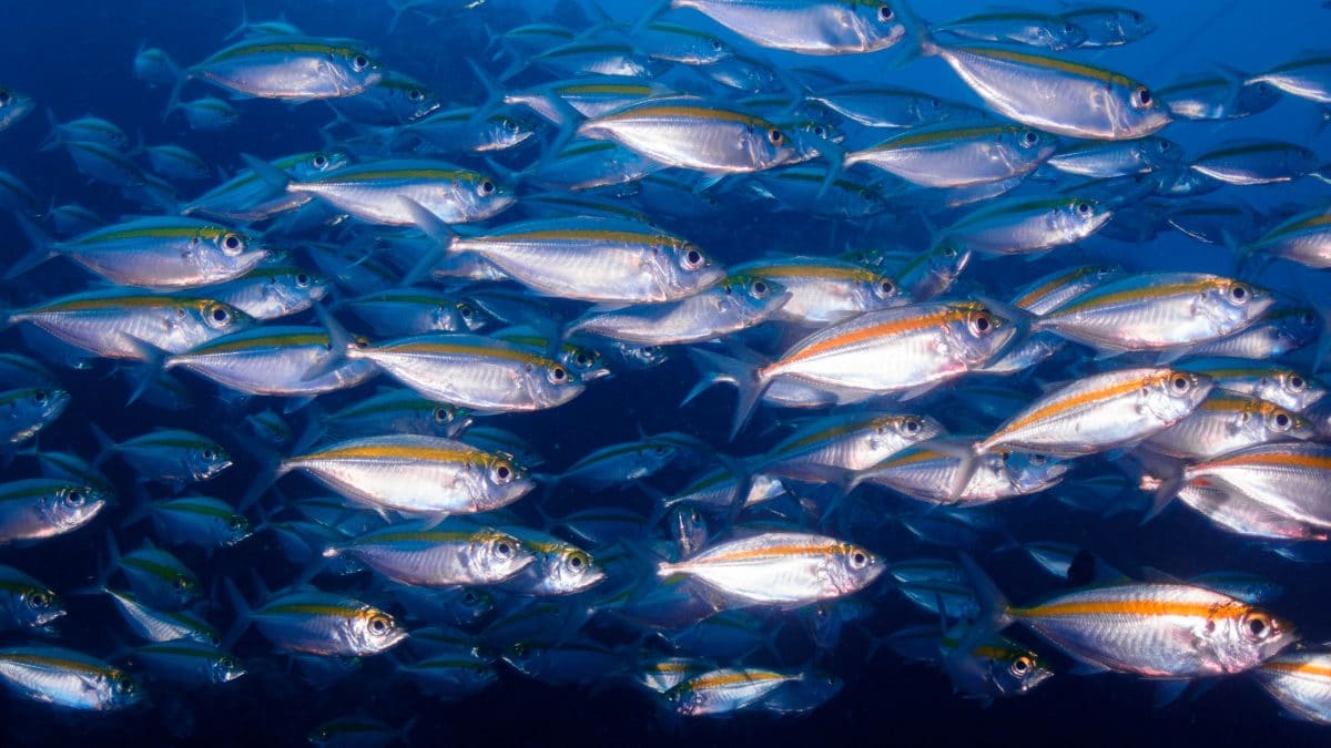 Klimakrise führt zu weniger Fischen in den Meeren