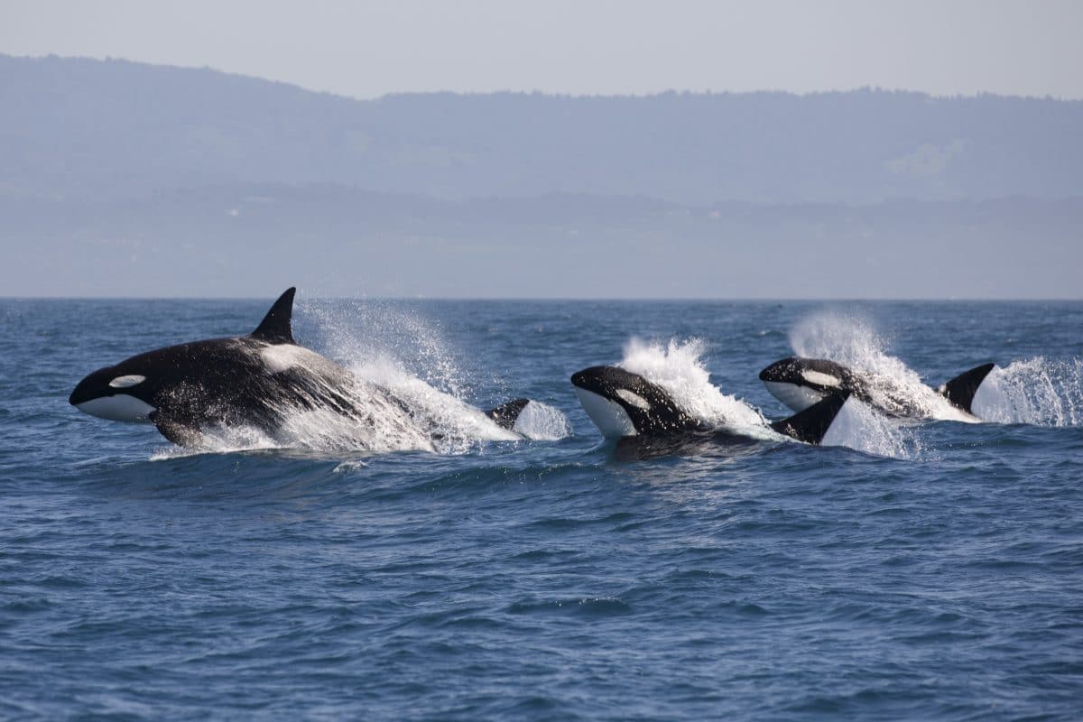 Aggressive Orcas greifen Boote vor Spanien an