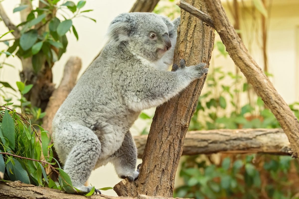 Koala-Nachwuchs im Tiergarten Schönbrunn