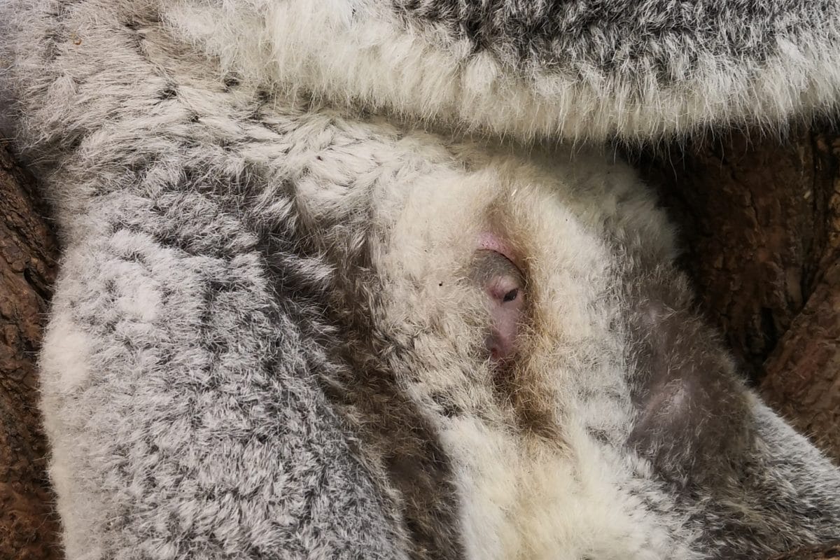 Tierpflegerin gelingt Schnappschuss von Koala-Baby in Schönbrunn