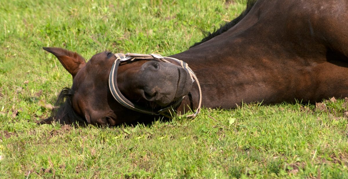 Tierquäler schlitzen Pferd den Bauch auf: Steckt eine Internet-Challenge dahinter?
