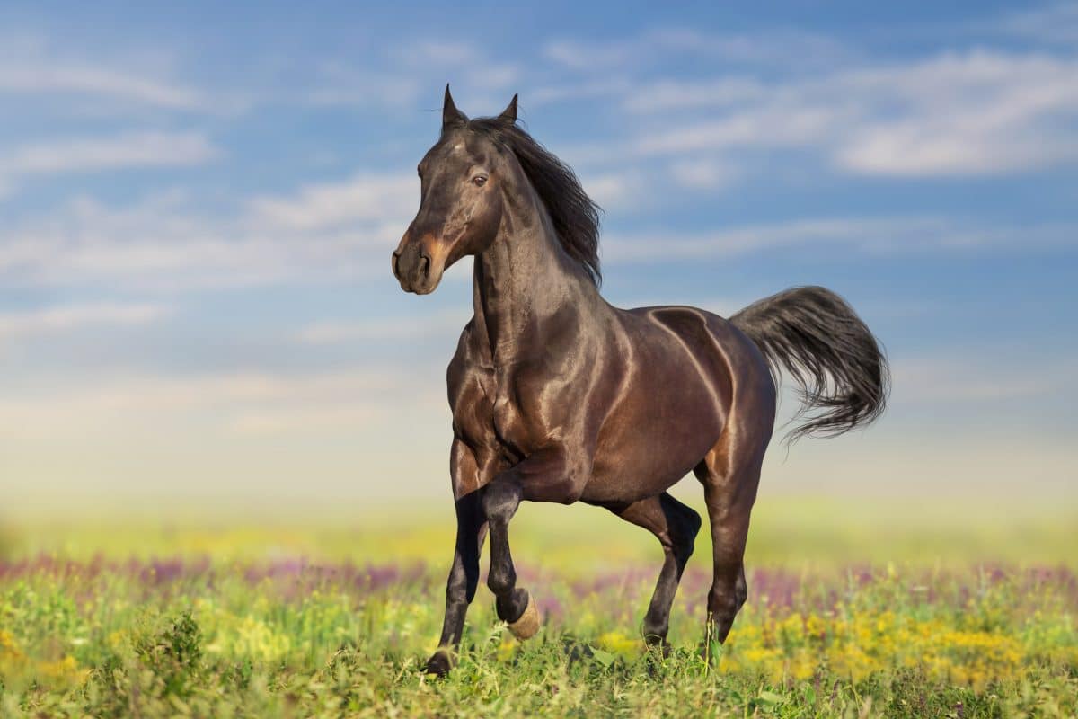 Pferd auf Weide in Deutschland zu Tode misshandelt
