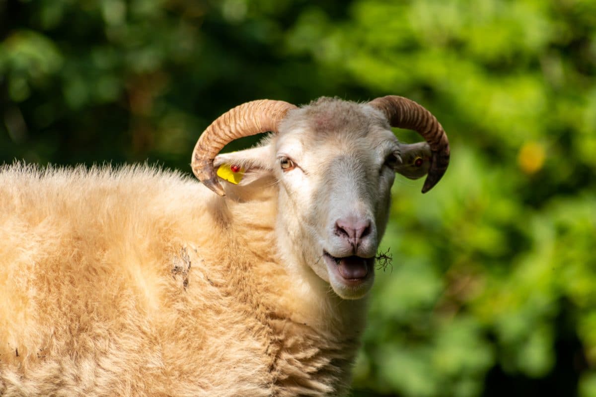 Schaf spaziert durch Supermarkt auf der Suche nach „was zum Rammeln“