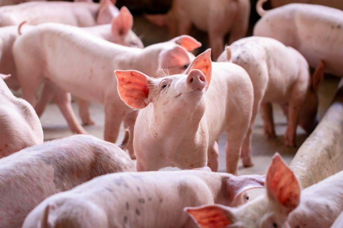 Afrikanische Schweinepest erreicht Deutschland: Exporte wegen Tierseuche gestoppt