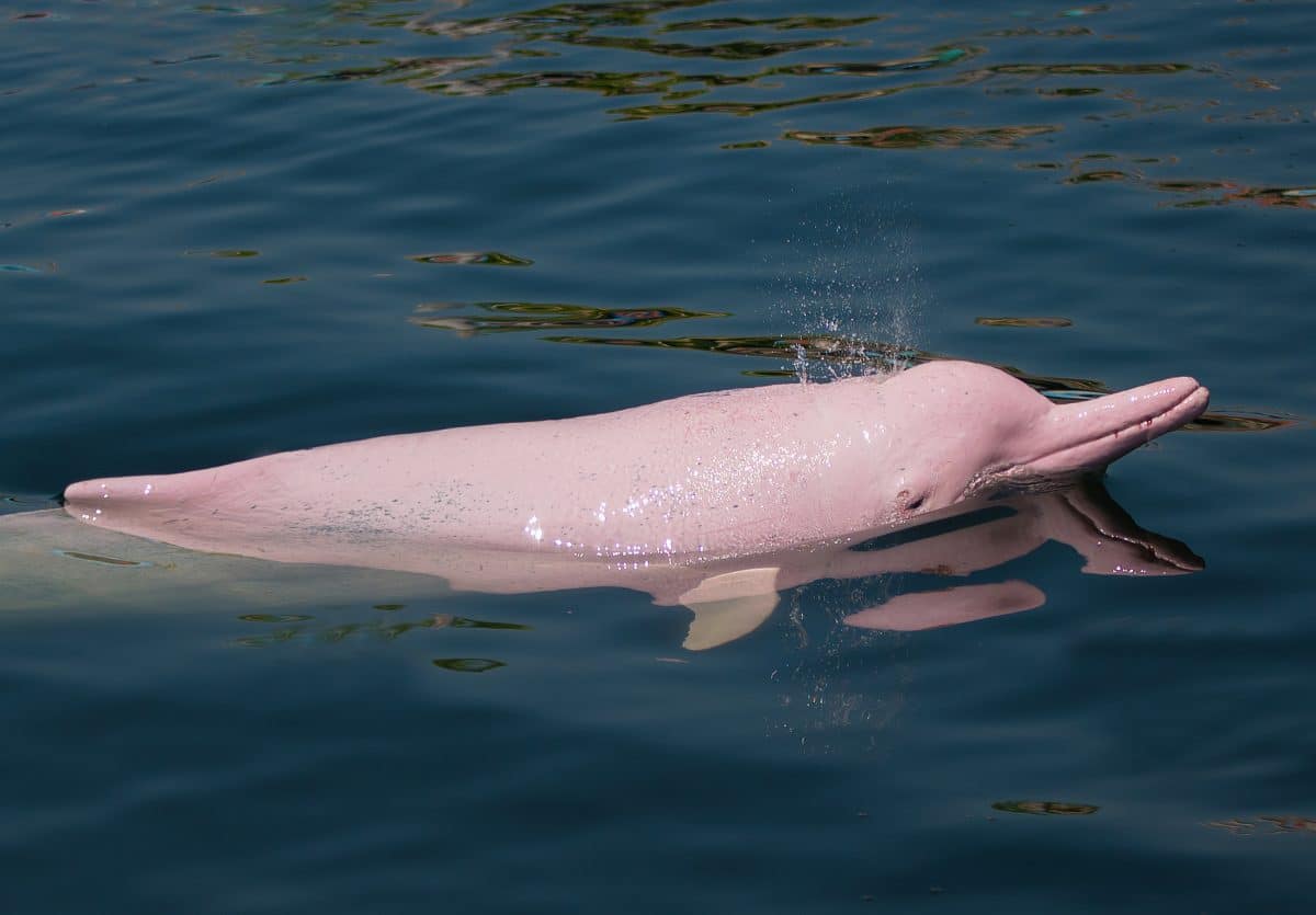Seltene rosa Delfine in Hongkong gesichtet