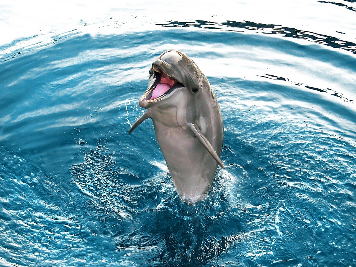 Irland sucht verzweifelt nach Delfin „Fungie“