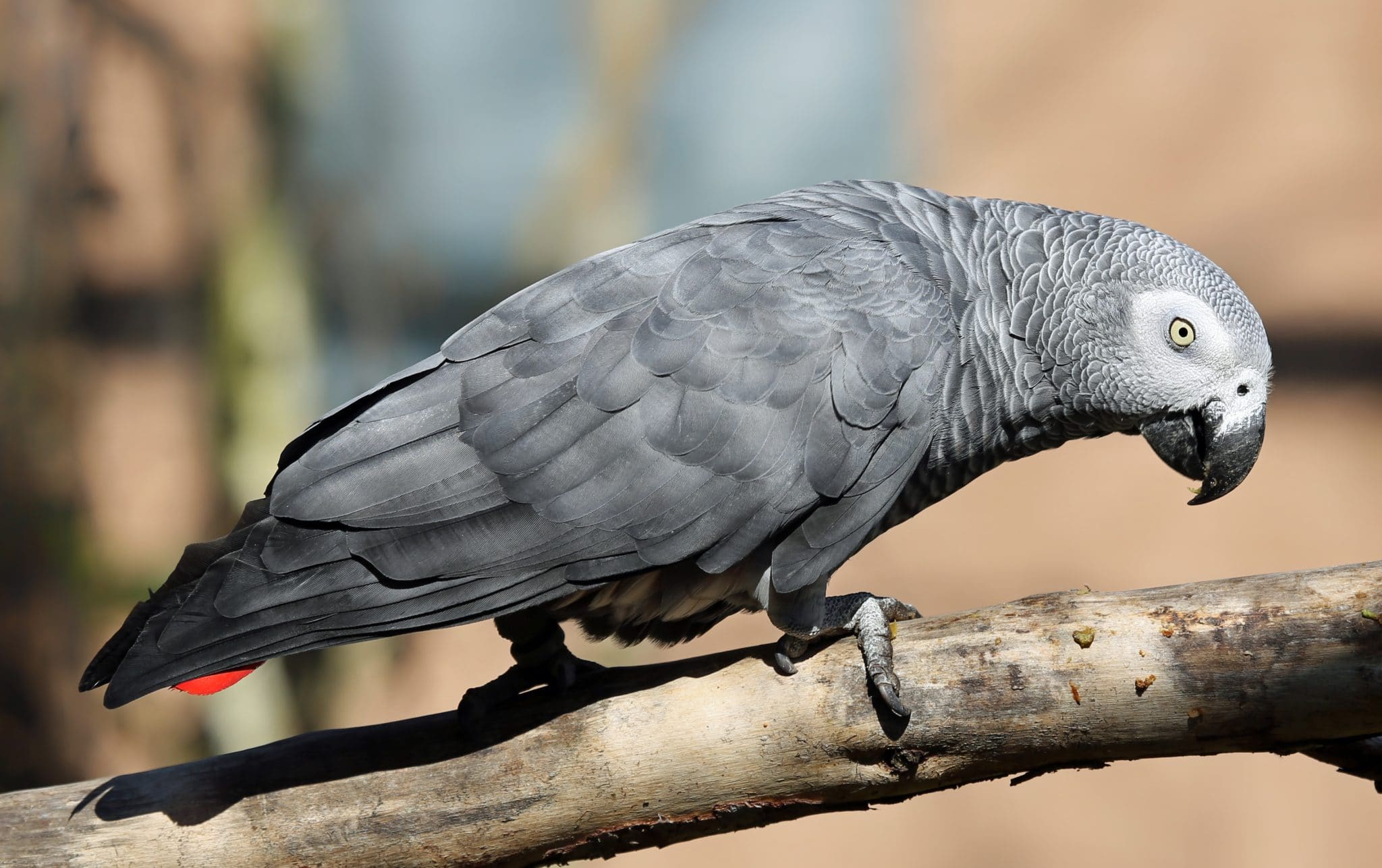 Papageien beschimpfen WildparkBesucher und müssen nun ihre Gruppe verlassen