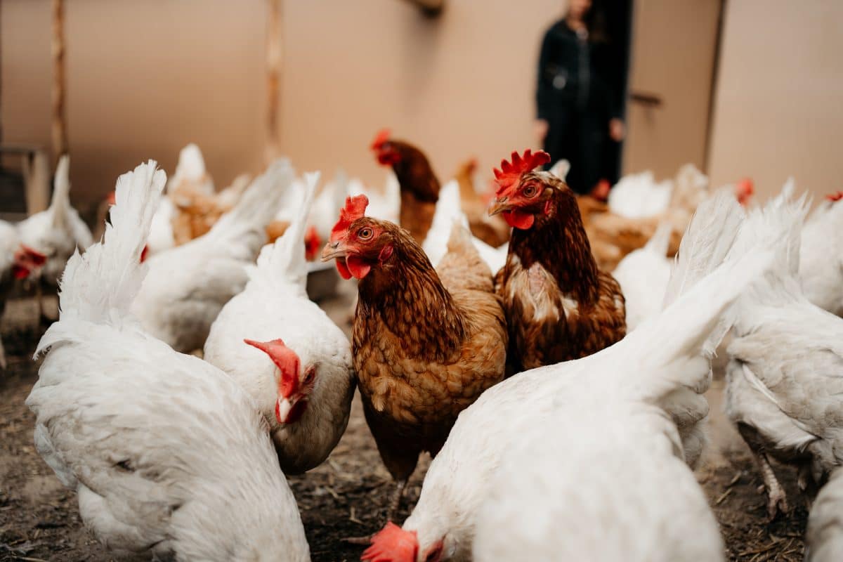 Über 20.000 Hühner erstickt: Einbrecher schaltete die Lüftung im Stall aus