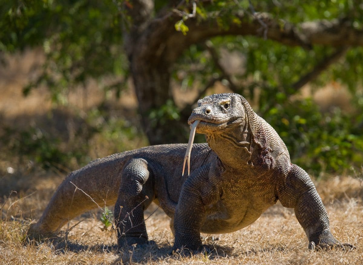 Kritik für geplanten „Jurassic Park“ mit Komododrachen in Indonesien