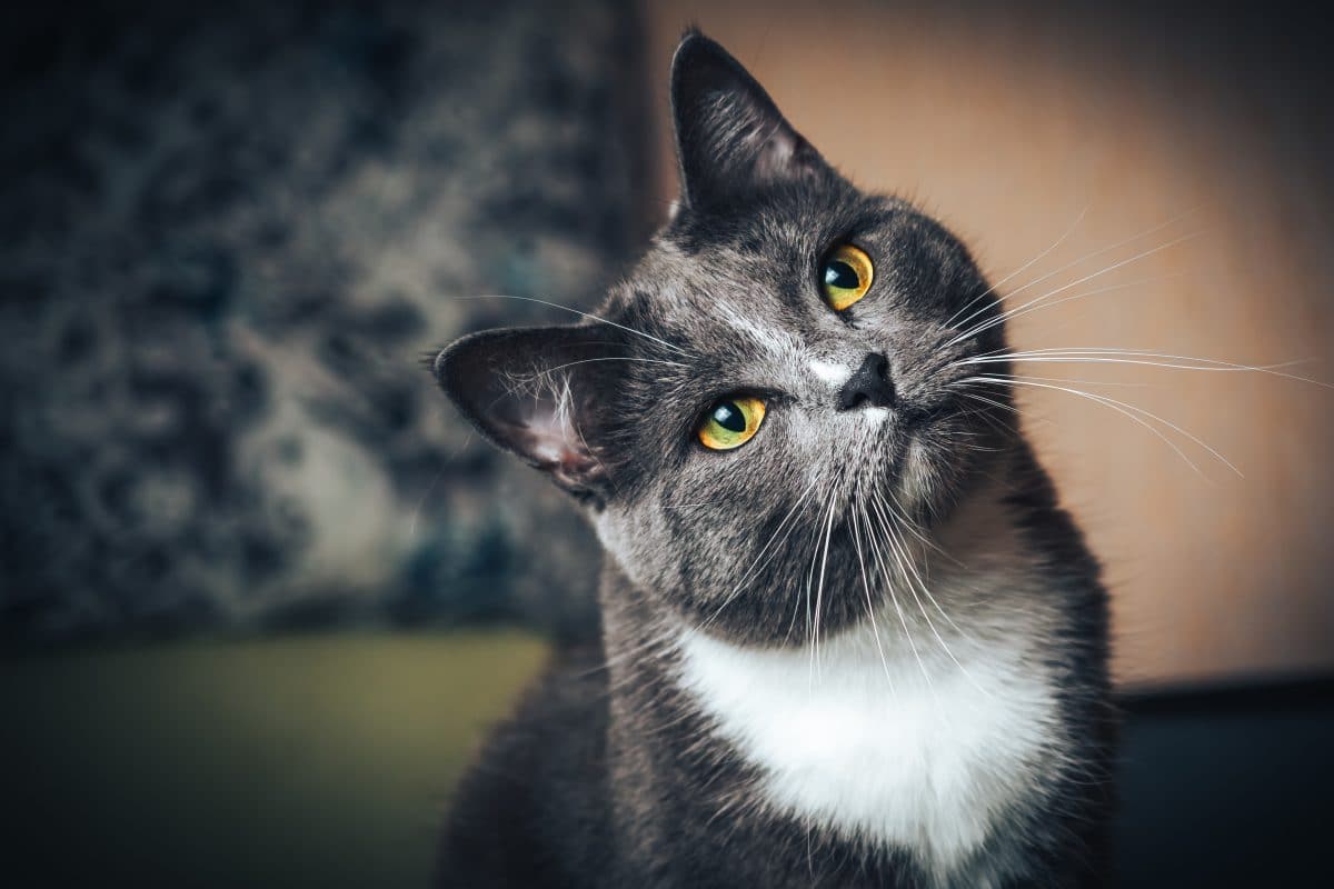 Deine Katze wird dich lieben, wenn du sie langsam anblinzelst