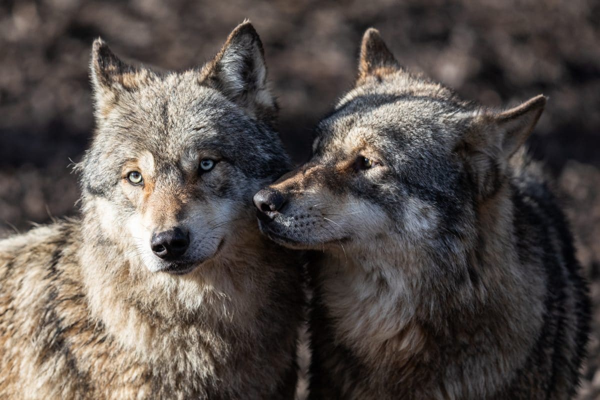 Kopenhagener Zoo tötet 3 Wölfe und Bärenopa wegen Umbau