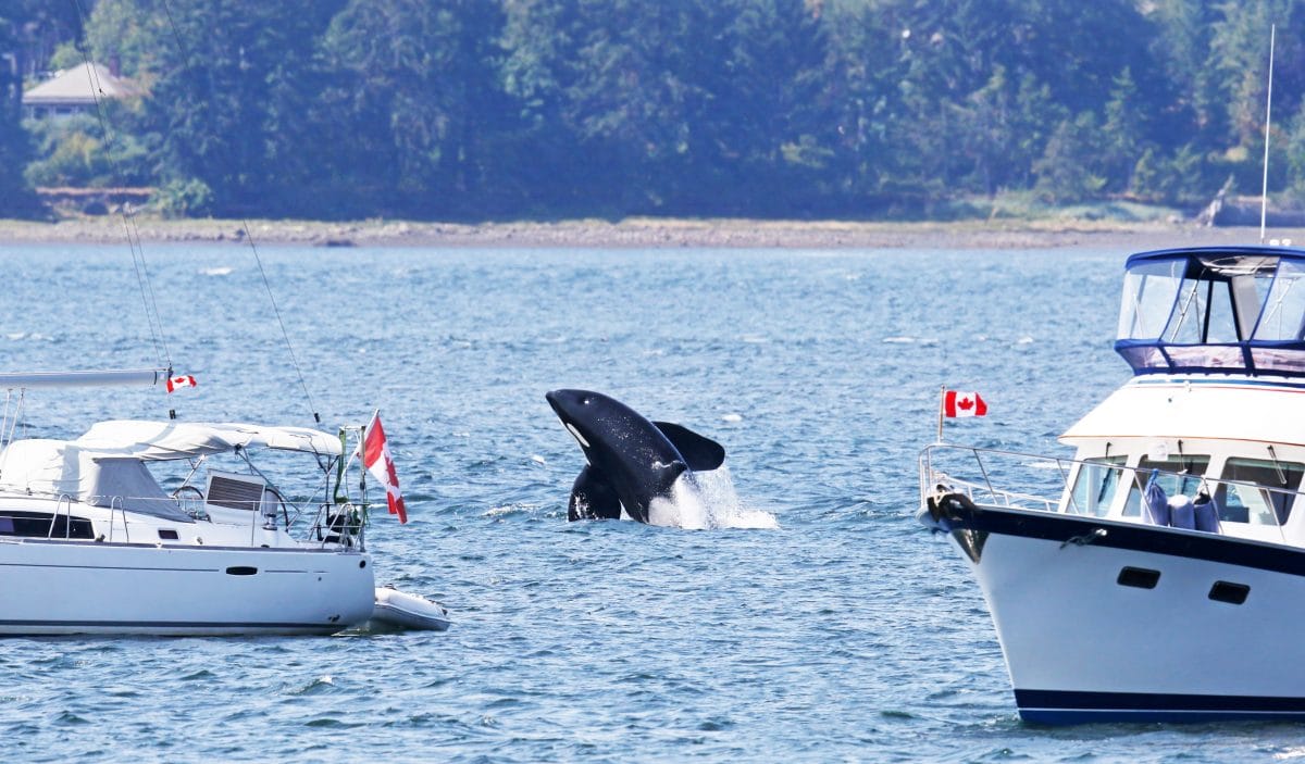 Rätselhafte Attacken von Orcas: Tiere könnten aus Rache handeln