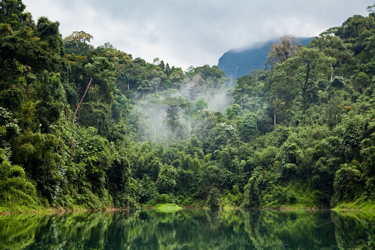 Neue Erfindung soll illegale Regenwald-Abholzung verhindern