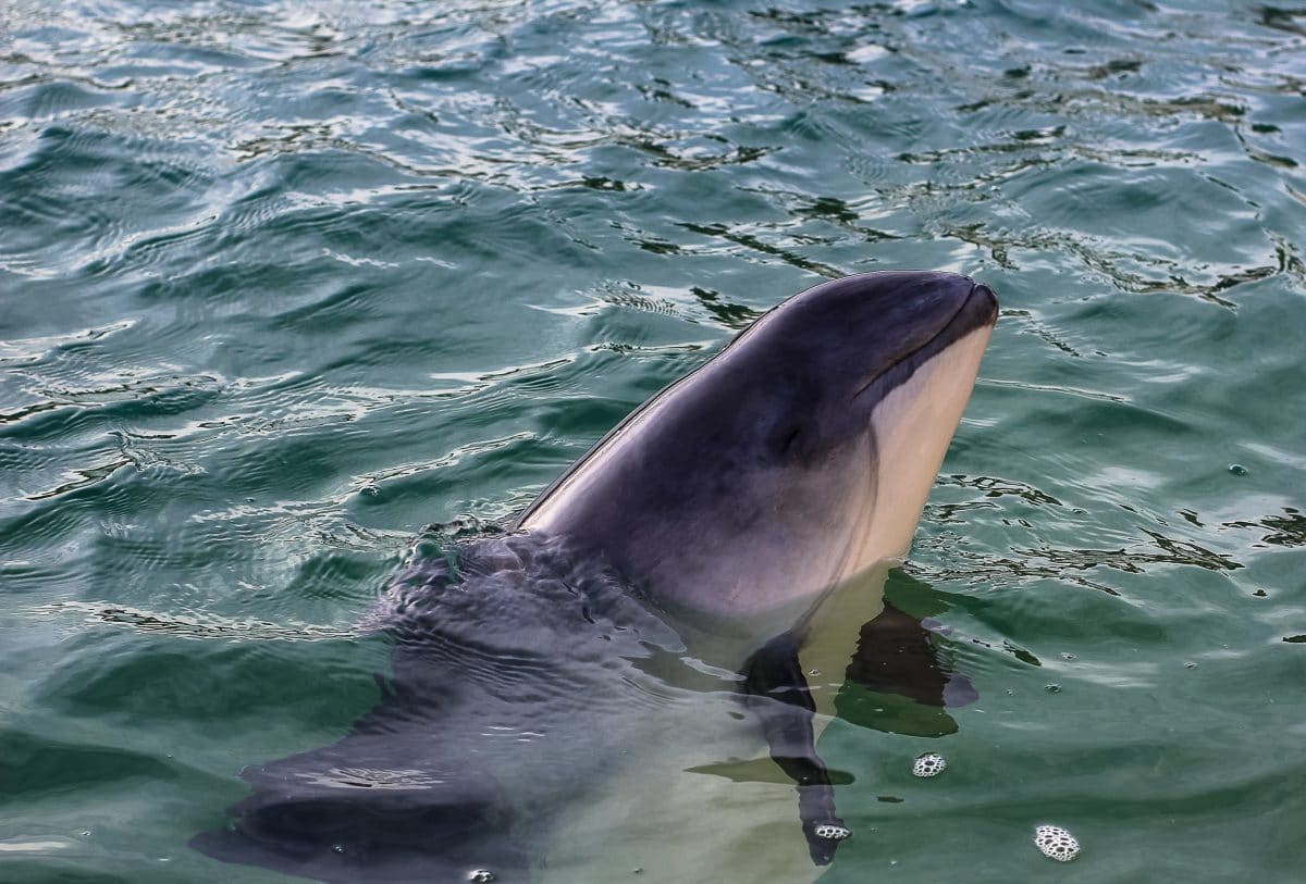 Deutschland: Rekordzahl toter Schweinswale an der Ostseeküste angeschwemmt