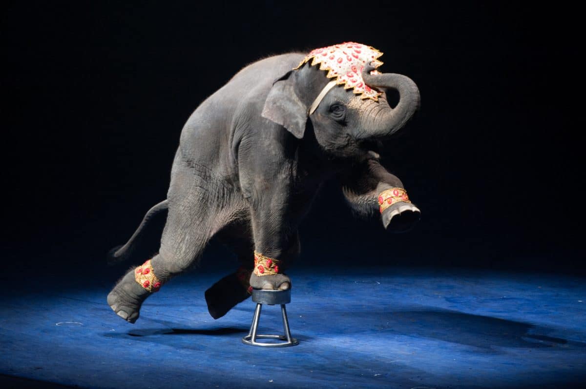 Zirkusse in Frankreich dürfen keine wilden Tiere mehr halten