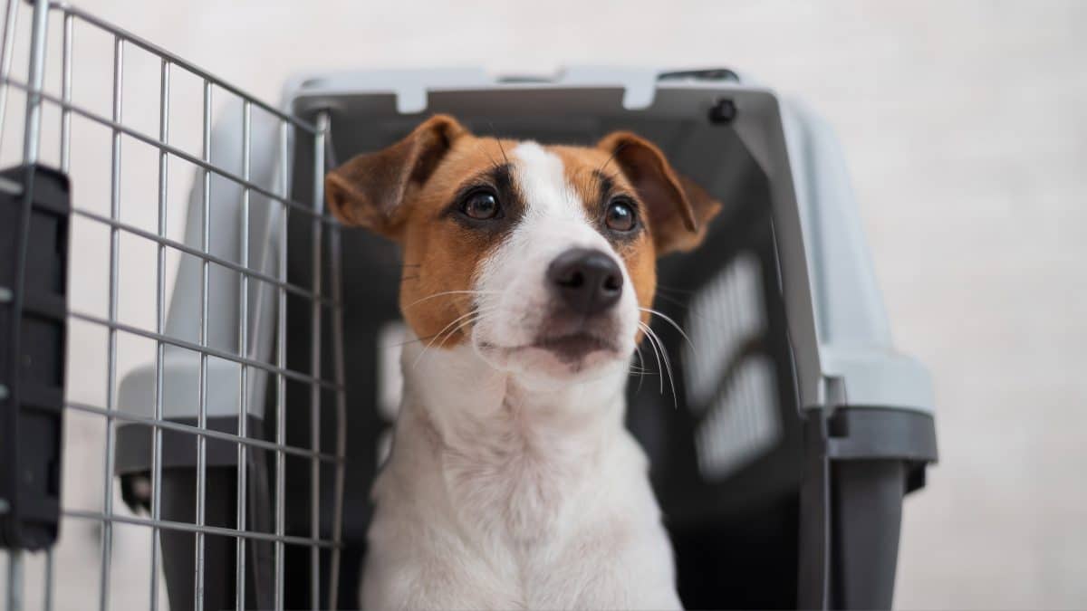 Australier sammelten 60.000 Euro, um gestrandete Haustiere nachhause zu fliegen