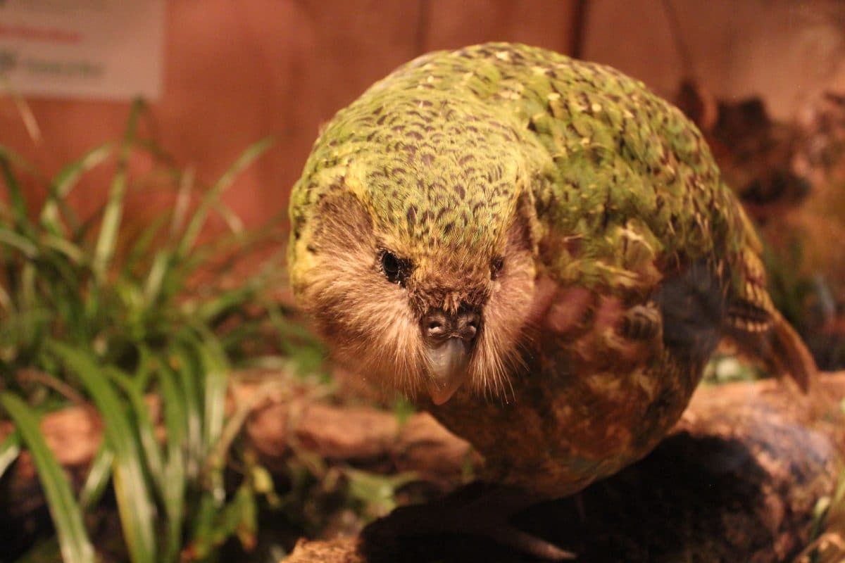 Der dicke, stinkende Kakapo ist Neuseelands Vogel des Jahres