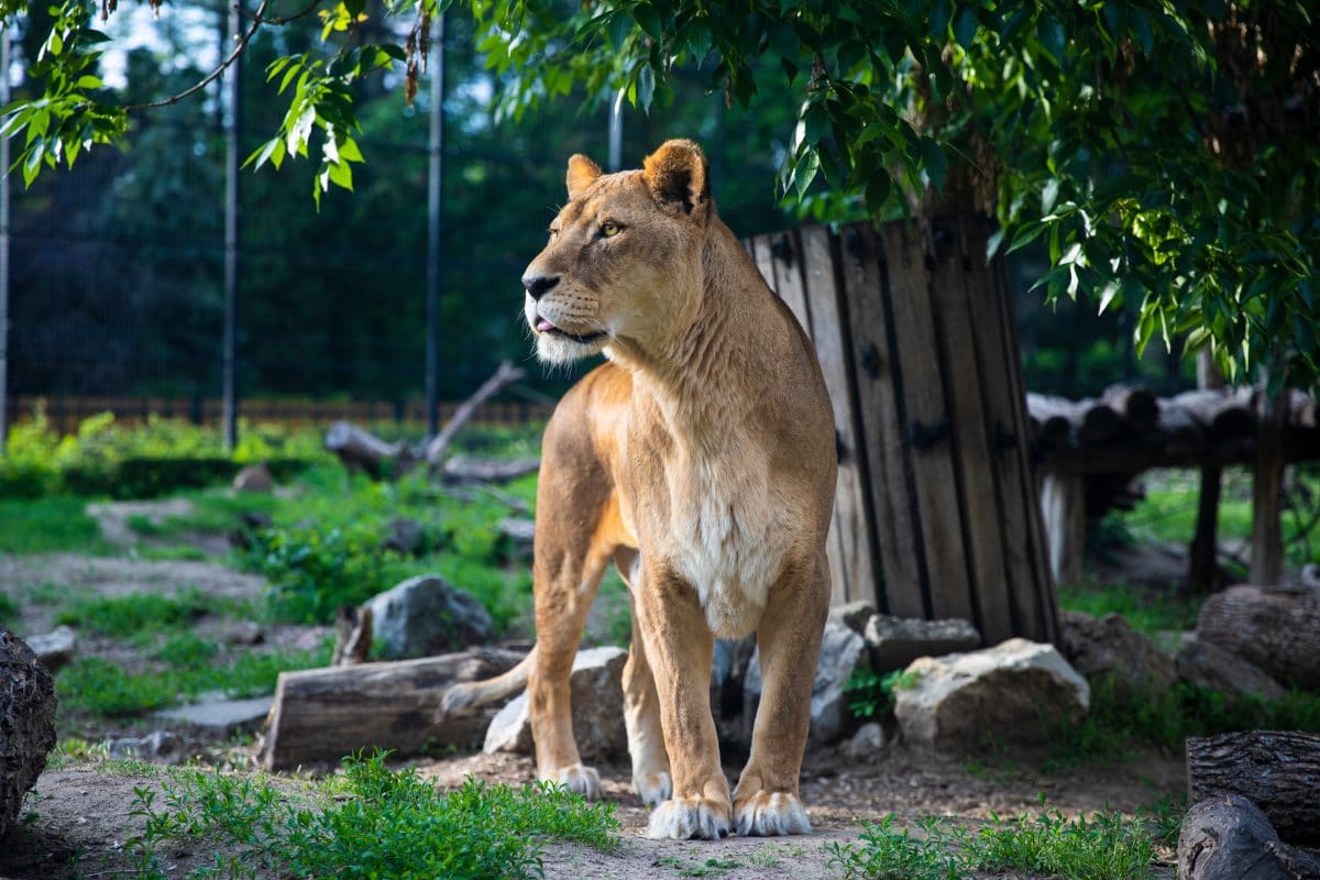 Tierschützer befreien ausgehungerte Löwen aus Zoo