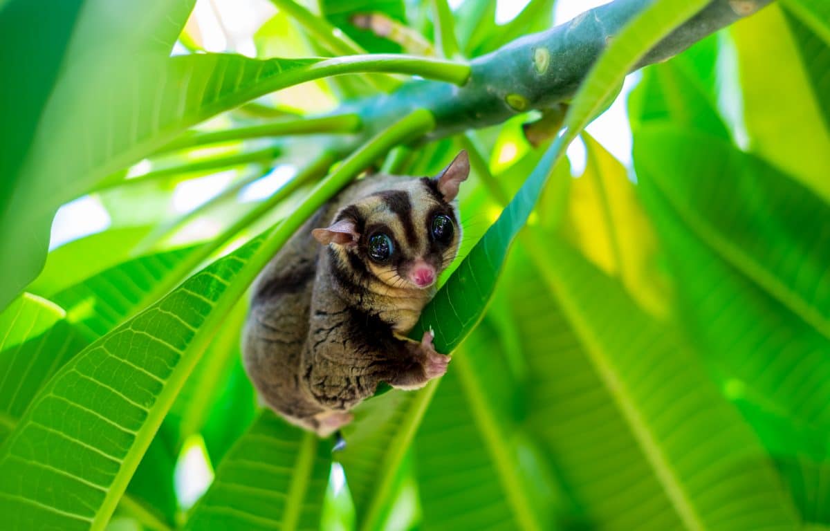 Neue flauschige Tierart entdeckt: Der Großflugbeutler