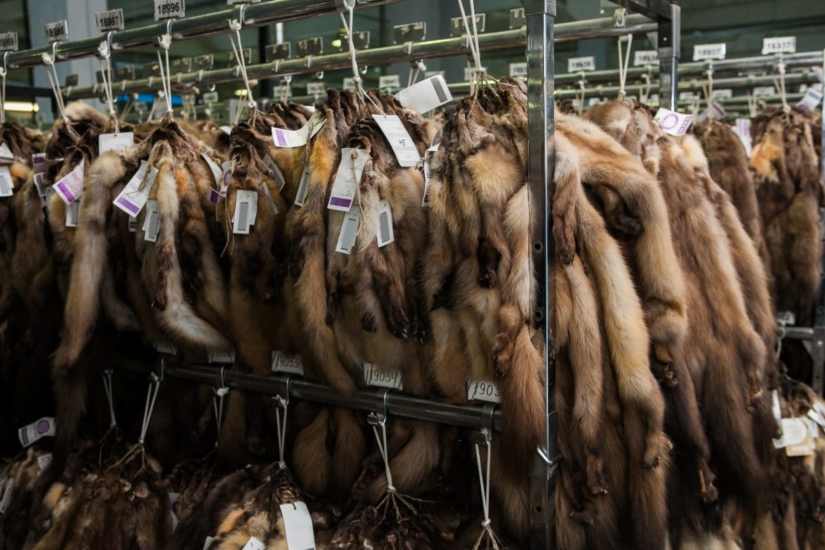 Pelzindustrie steht wegen Corona-Krise vor dem Aus