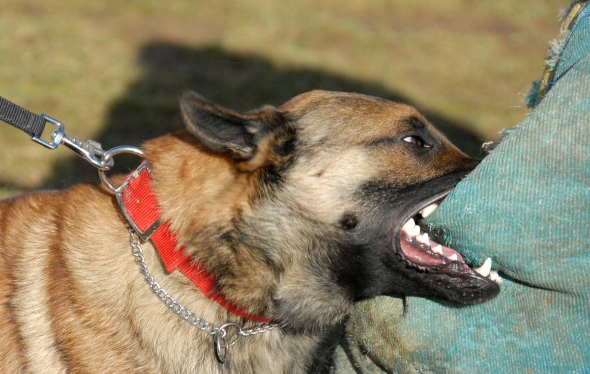 Polizeihund beißt Dieb in den Po und verhindert dessen Flucht
