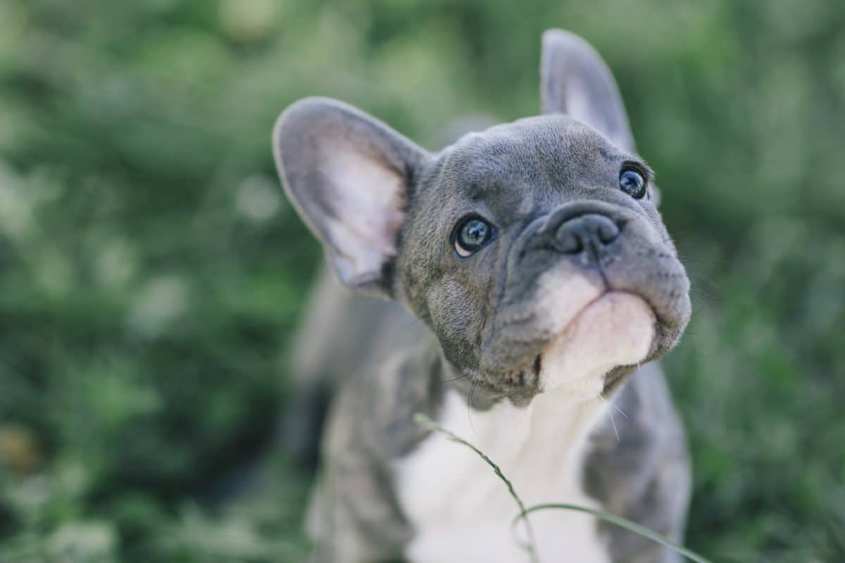 Stadt in Kentucky wählt französische Dogge zum Bürgermeister