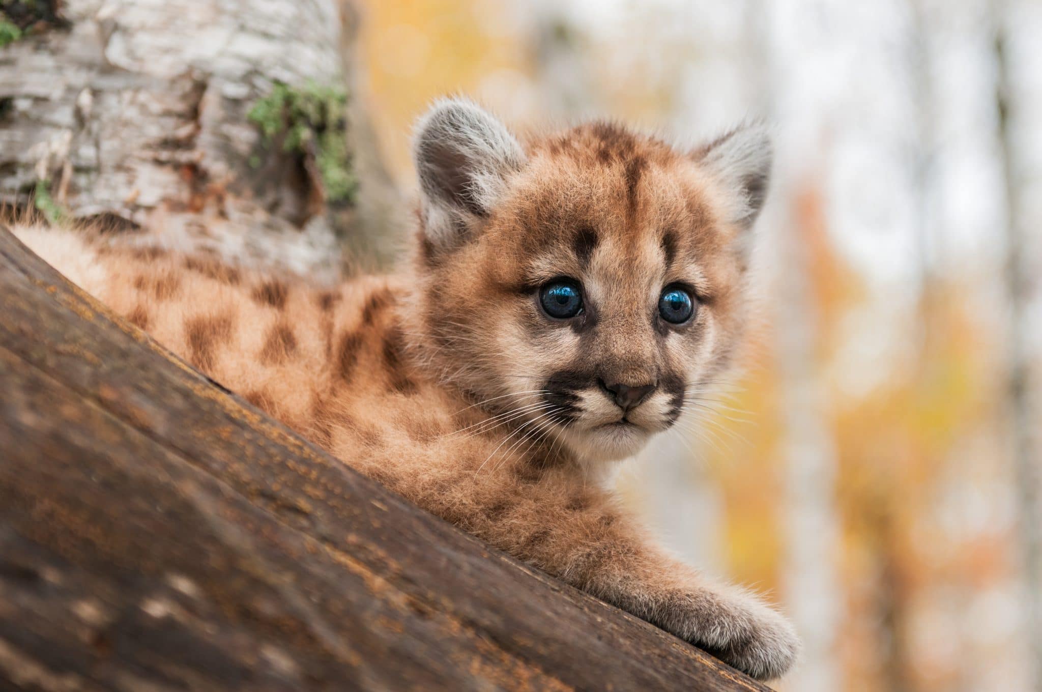 Verwaistes Puma-Baby findet nach Waldbränden neues Zuhause