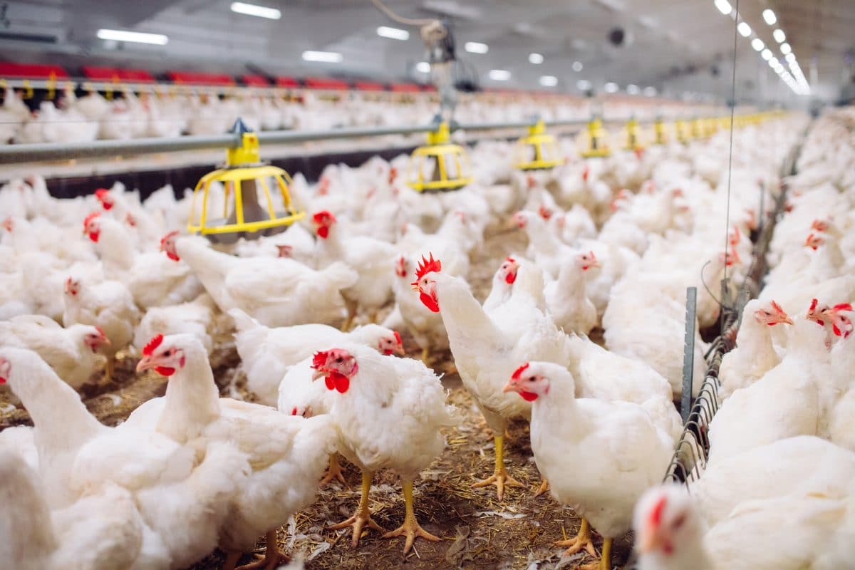 190.000 Hühner in den Niederlanden wegen Vogelgrippe geschlachtet