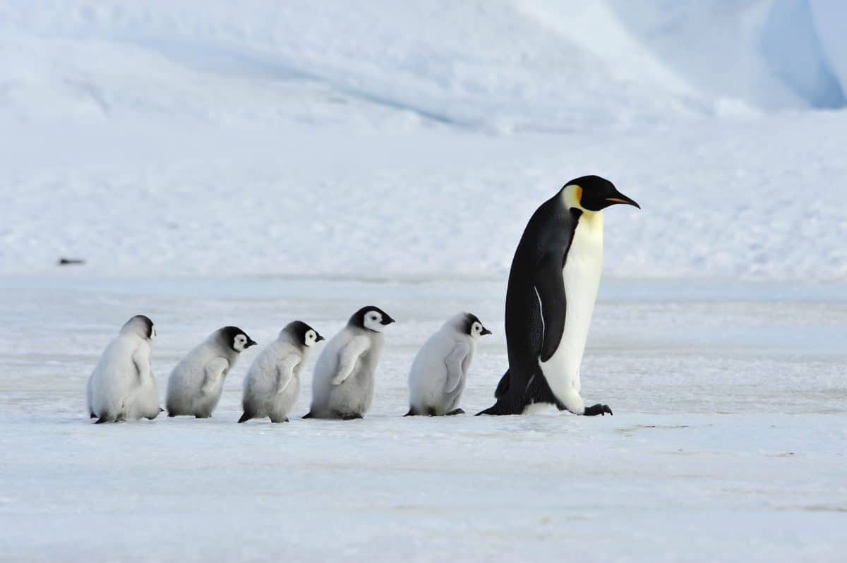 Weißer Pinguin auf Galapagos-Inseln entdeckt