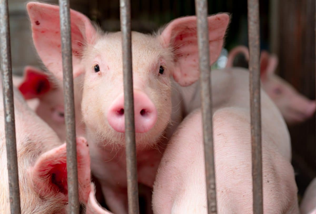 Erschreckendes Video zeigt Tierquälerei in Schweinestall in Deutschland