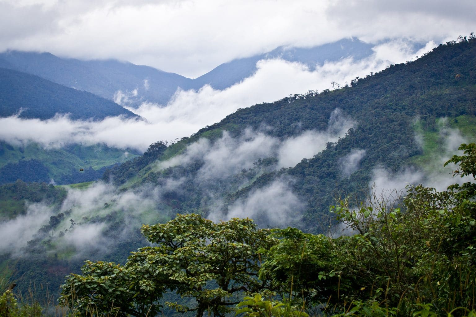 Forscher entdecken 20 neue Tier und Pflanzenarten in Bolivien