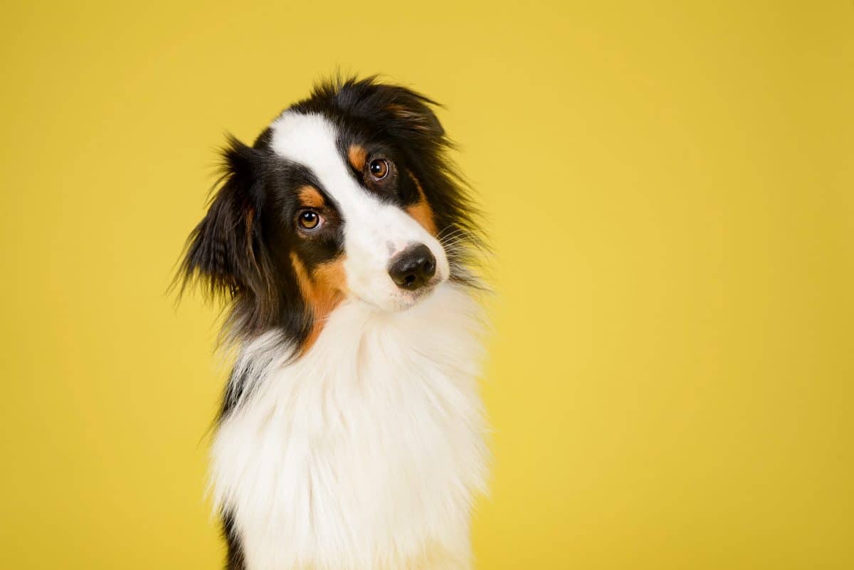 Studie zeigt: Hunde hören wie Kleinkinder