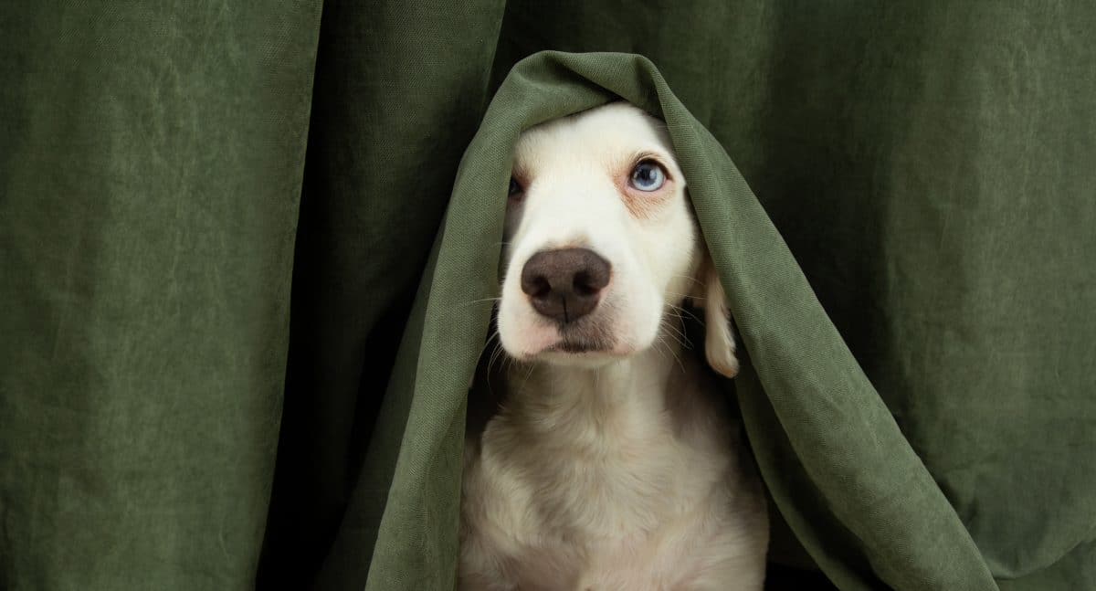 Hunde und Silvester: So geht es deinem Vierbeiner gut