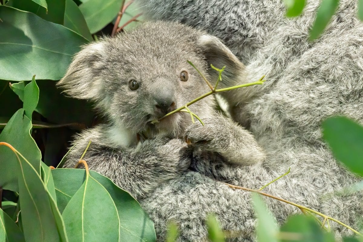Koala-Baby in Schönbrunn hat den Beutel verlassen