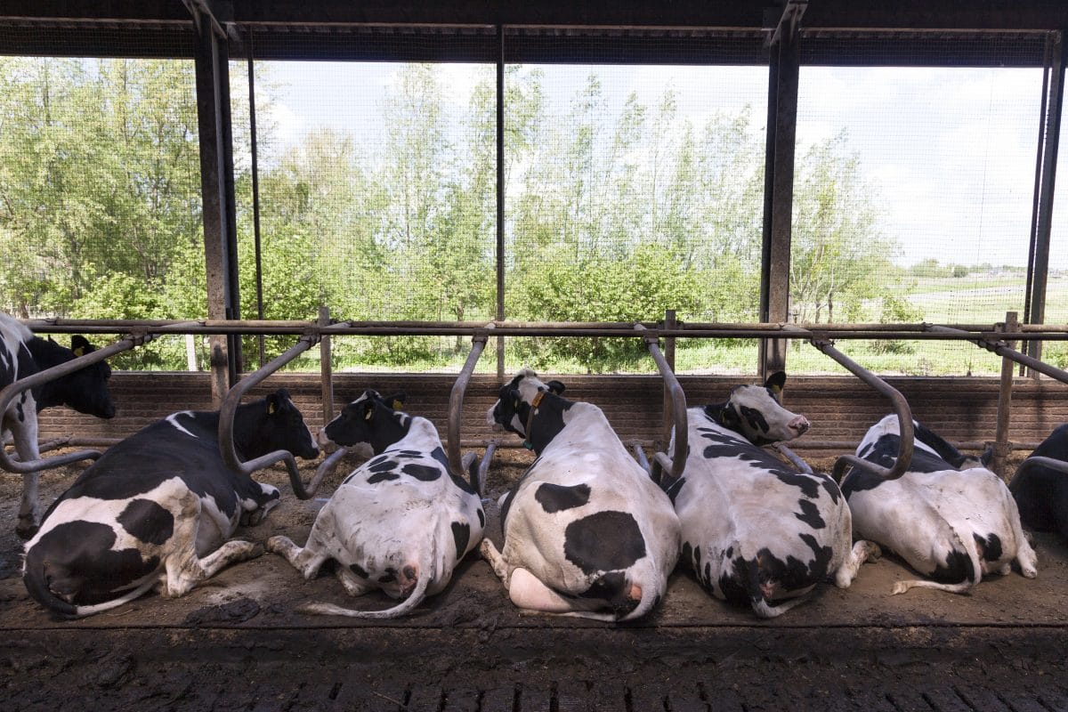 13 Kühe auf Bauernhof verhungert: Verdacht der Tierquälerei
