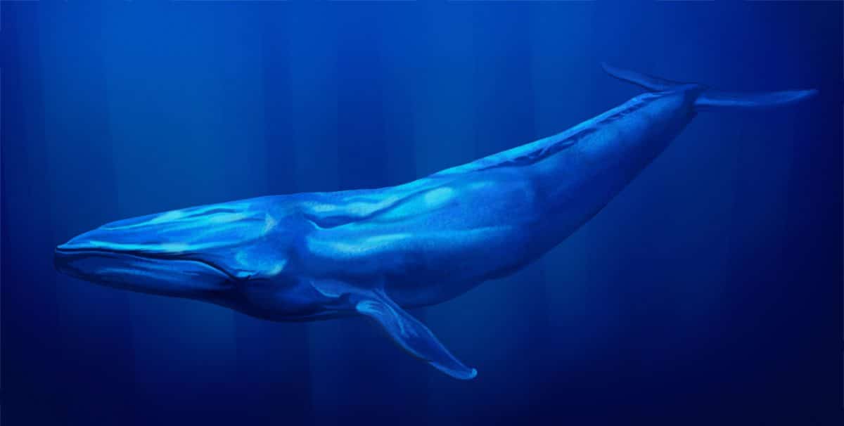 Neue Blauwal-Gruppe im Indischen Ozean entdeckt