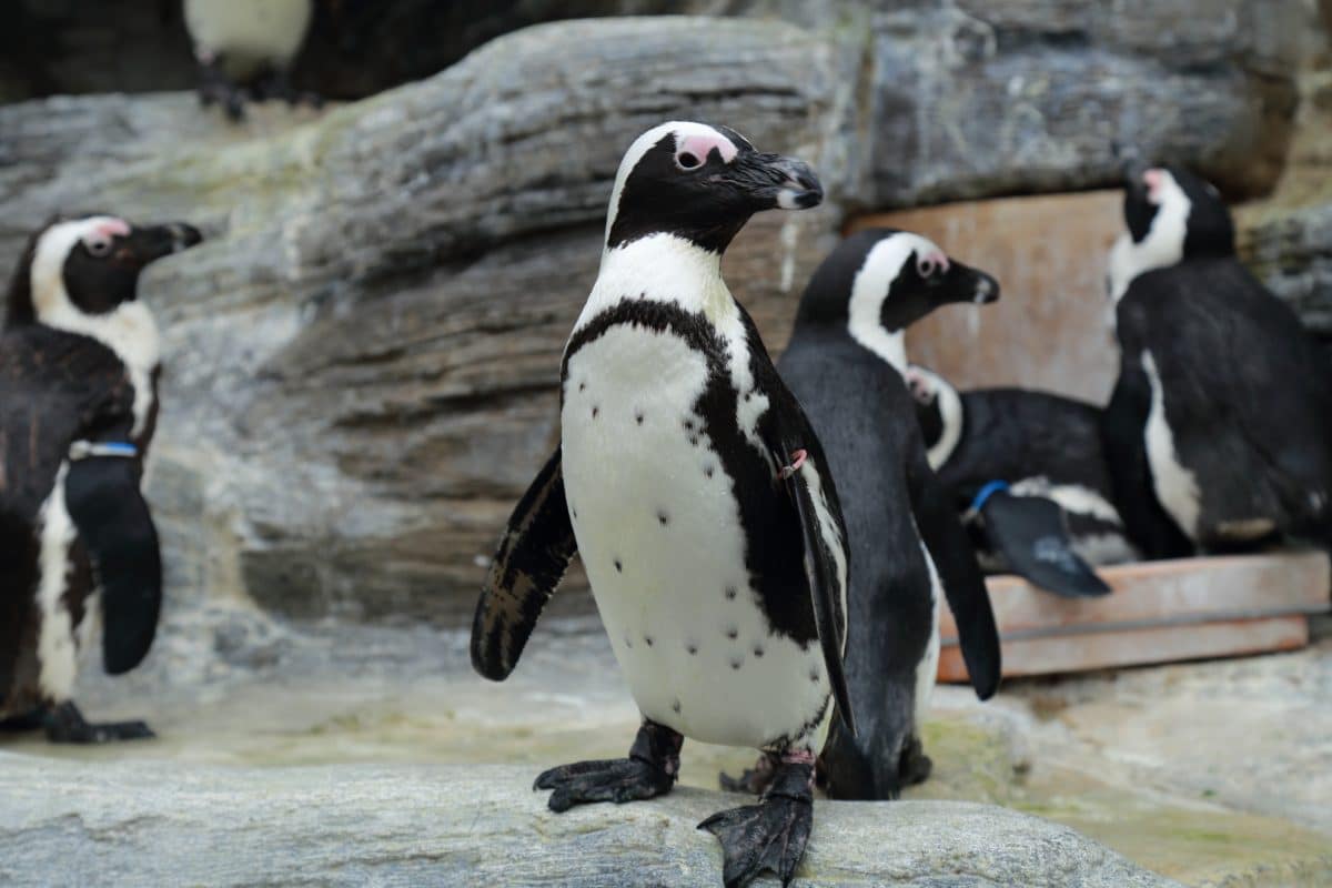 Pinguine in London schauen Weihnachtsfilme gegen Langeweile