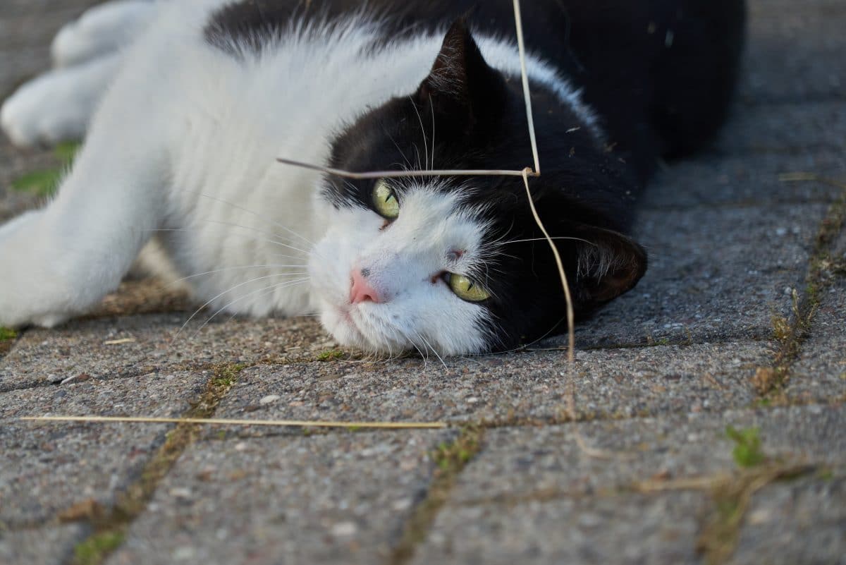 Gerichtsurteil: Luftgewehr-Schüsse auf Katzen sind keine Tierquälerei