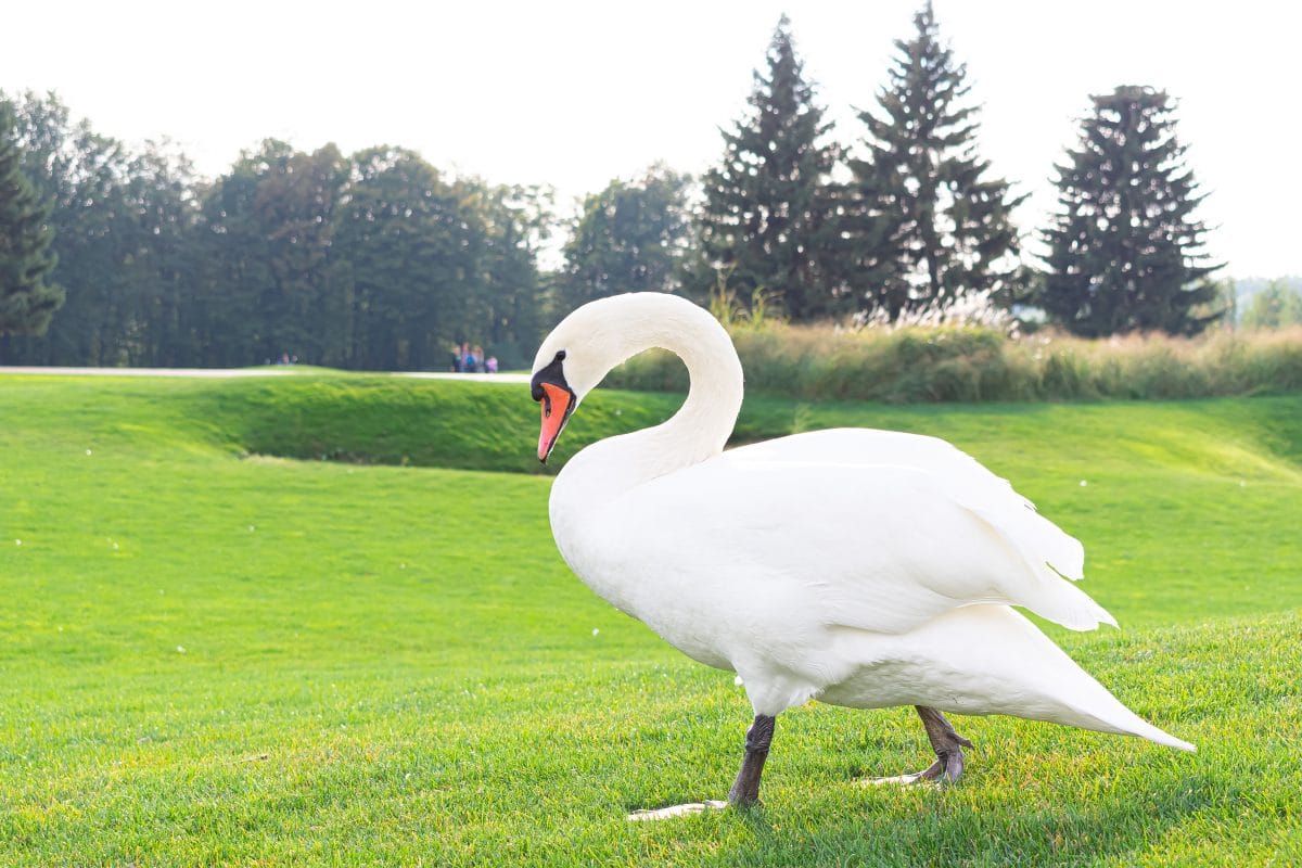 Trauernder Schwan blockiert Zugstrecke